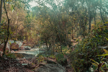 rural landscape of trees and beautiful river with crystal clear waters and relaxing environment