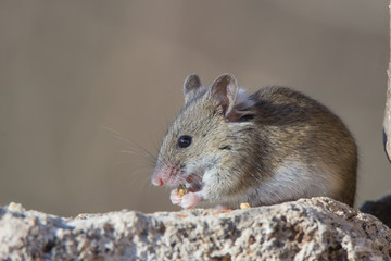 raton de campo