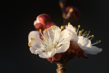 Apricot blossoms in direct sunlight, black background