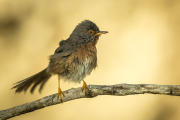 Curruca rabilarga