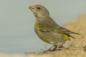 Verderon