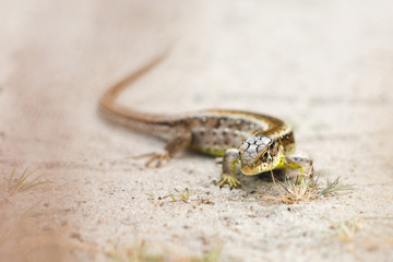 Lizard 