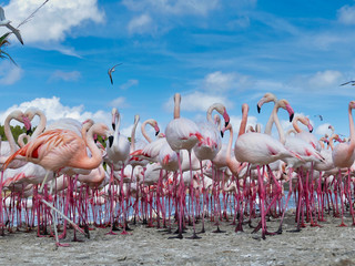Flock of Greater Flamingo on the shore of Camargue, France