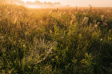 Cobwebs on the fields at dawn on the meadow