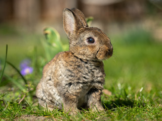 A very young rabbit sitting in the grass