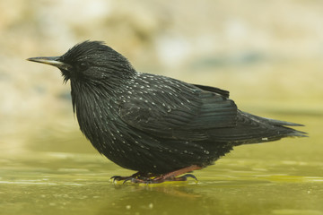 Estornino