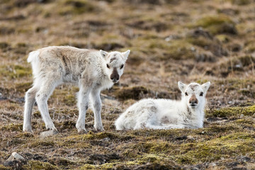 Obraz premium Svalbard reindeers in their own enviroment.