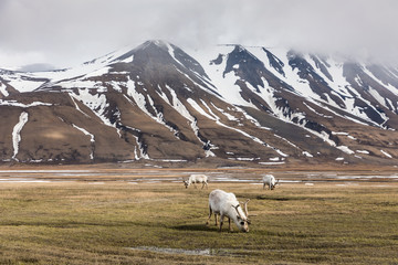 Svalbard reindeers in their own enviroment.