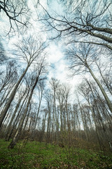 Bright beech forest in the spring, the first flowers.