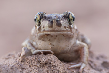 Sapo espuelas