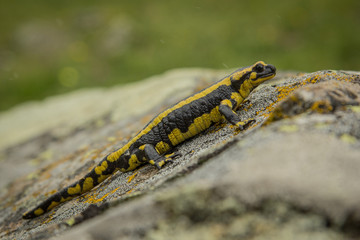 Salamandra
