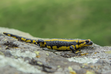 Salamandra
