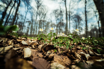 Bright beech forest in the spring, the first flowers.