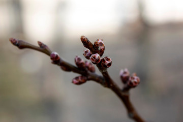 Apricot buds in spring close-up with focus on several individual flowers blurred background