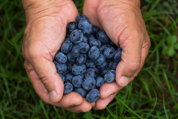 old man with handful of freshly picked blueberries. Fresh blue berries fruits presented in girl hands. Conceptual picture for healthy vegetarian lifestyle.