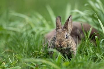 A very young rabbit sitting in the grass