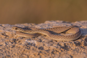 Culebra bastarda