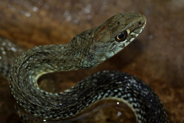 Culebra bastarda