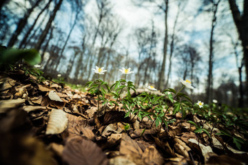 Bright beech forest in the spring, the first flowers.
