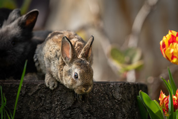 A young rabbit sitting on a tree stump and exploring its surroundings