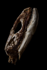 Craneo ocelado