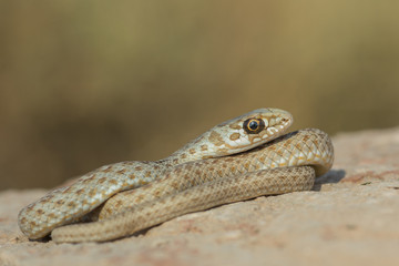Culebra bastarda
