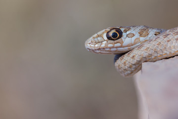 Culebra bastarda
