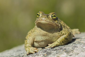 Sapo corredor