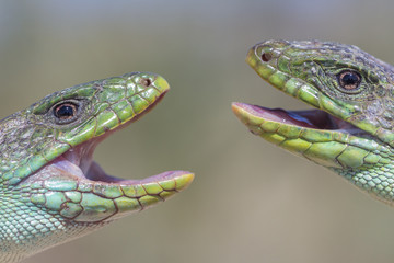 lagarto ocelado