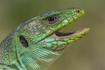 lagarto ocelado