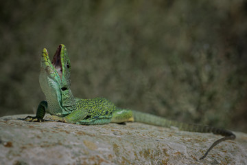 Lagarto ocelado