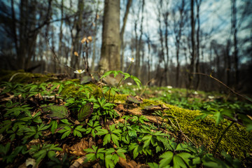 Bright beech forest in the spring, the first flowers.
