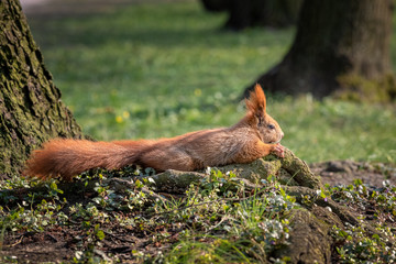 Red squirrel sunbathing - 260809917