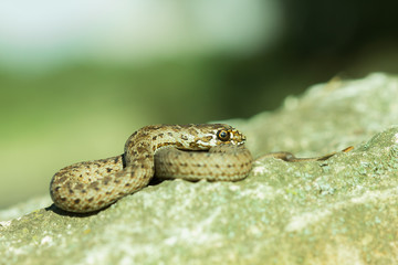 Culebra bastarda 