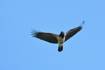 Hooded Crow (Corvus cornix), Greece