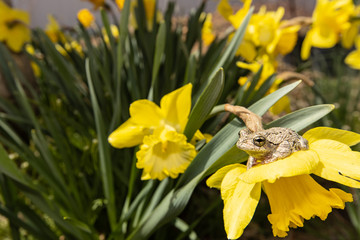 Northern gray tree frog on a blossoming daffodil flower - Hyla versicolor