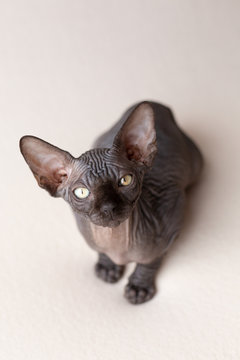 Nacktkatze