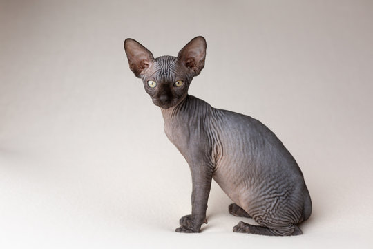 Nacktkatze