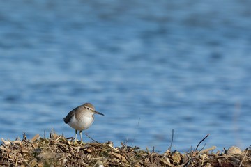 Common Sandpiper (Actitis hypoleucos) Crete, Greece
