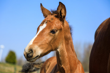 The foal with his mother on the pasture, spring time