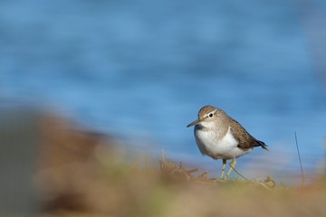 Common Sandpiper (Actitis hypoleucos) Crete, Greece
