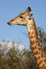 Naklejka premium Giraffe / Giraffe / Giraffa Camelopardalis