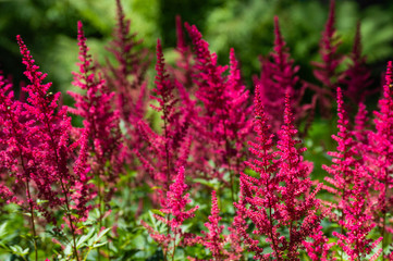 flowers in the garden