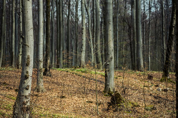 Bright beech forest in the spring, the first flowers.