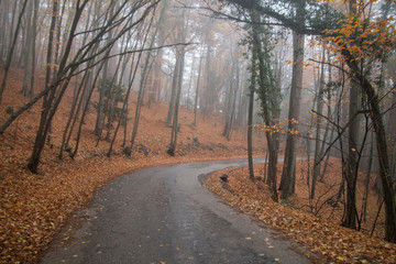 Fototapeta premium Autumn in the forest