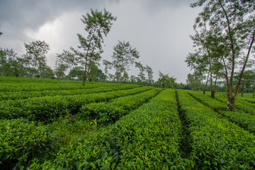 Fototapeta na wymiar Tea Leaf Plantation