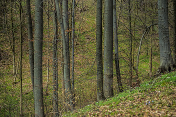 Fototapeta na wymiar Bright beech forest in the spring, the first flowers.
