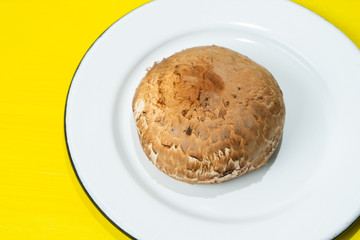 Portobello mushroom  on colorful background