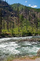 Forest Fire Aftergrowth Nature Mountain