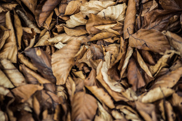 Dry leaves in the forest on ground